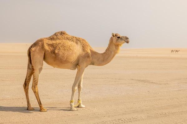 Dove vivono i cammelli? - Com'è l'habitat dei cammelli?