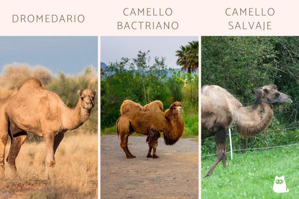 Dove vivono i cammelli? - Distribuzione geografica dei cammelli