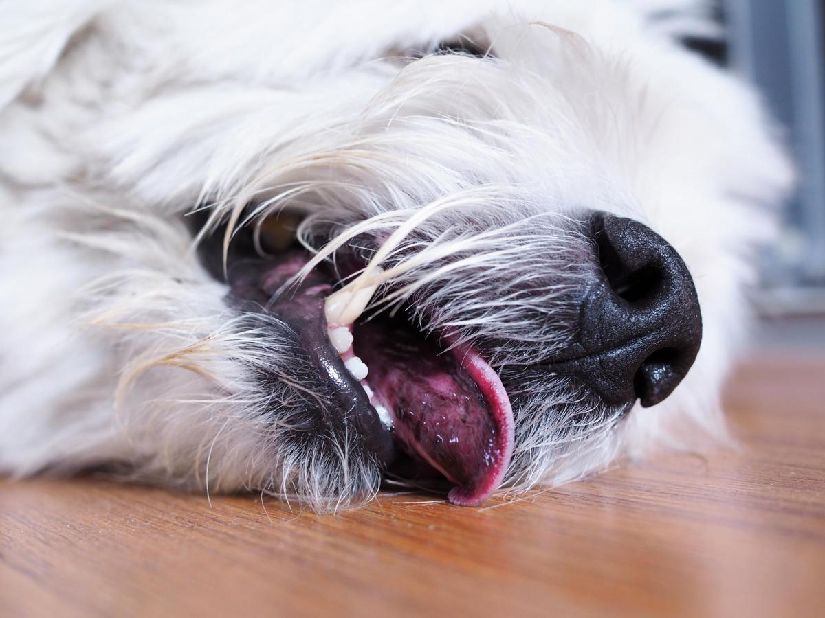 Epilessia idiopatica nei cani: sintomi e trattamento