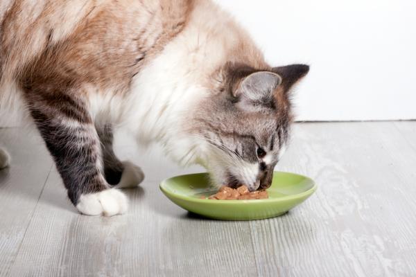 Il gatto mangia troppo velocemente: cosa fare?