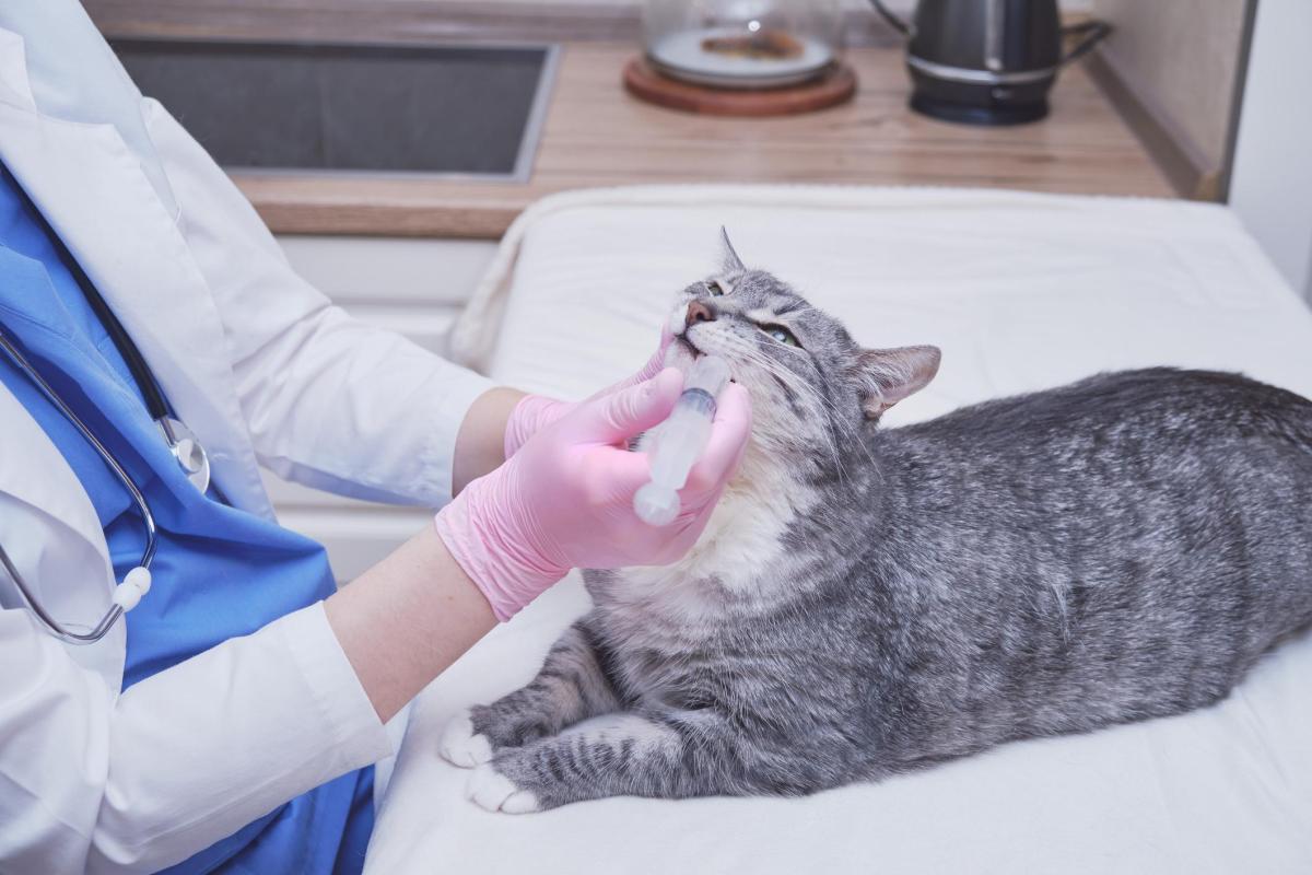 Calmex per gatti: dosaggio ed effetti collaterali