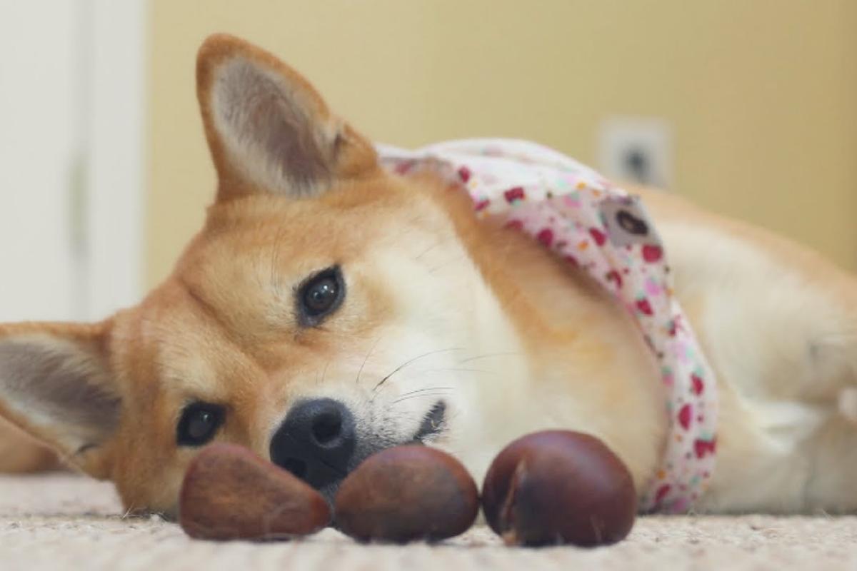 I cani possono mangiare le castagne?