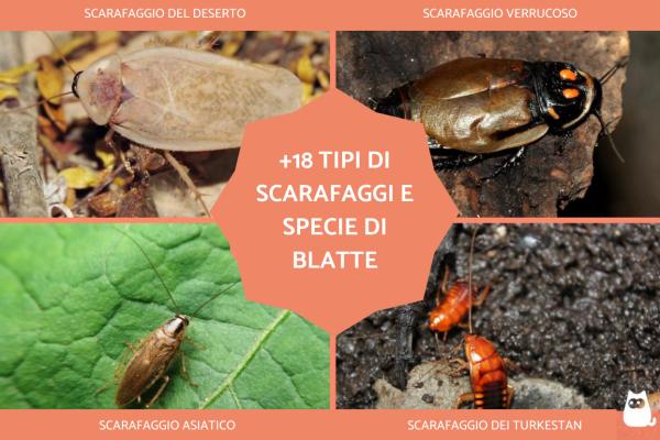 18 Tipi Di Scarafaggi Neri E Volanti E Specie Di Blatte Con FOTO 18 Tipi Di Scarafaggi Neri E Volanti E Specie Di Blatte Con FOTO