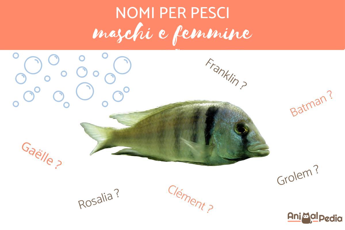 Nomi per pesci: Maschi e Femmine