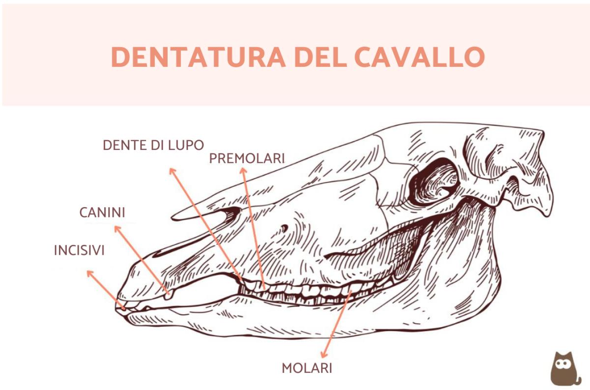 Quanti denti ha un cavallo?