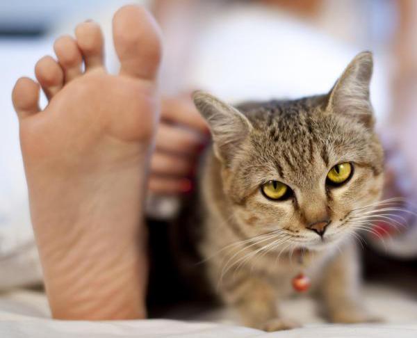 Perché i gatti dormono vicino ai piedi?