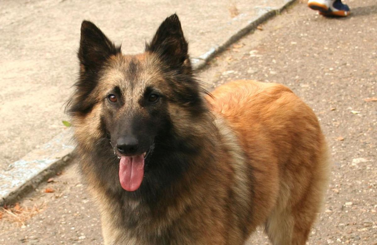 Tipi di cani da Pastore Belga: caratteristiche e curiosità