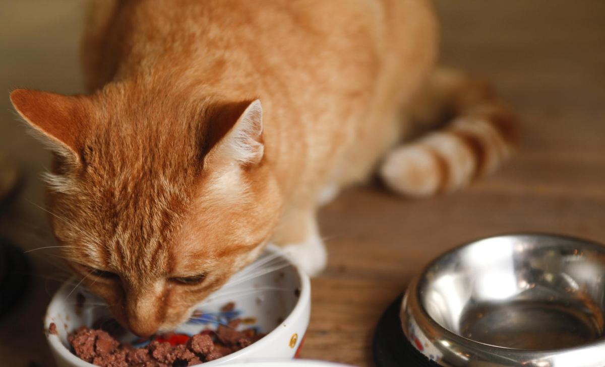 Vitamina B per il gatto: Dosi e a cosa serve