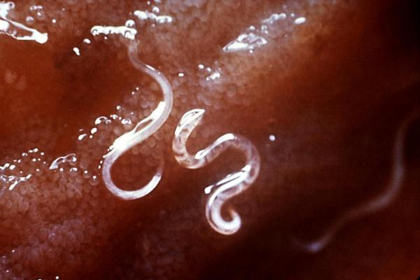 Parassiti intestinali nel gatto: sintomi, contagio e cura - Nematodi o ascaridi nel gatto