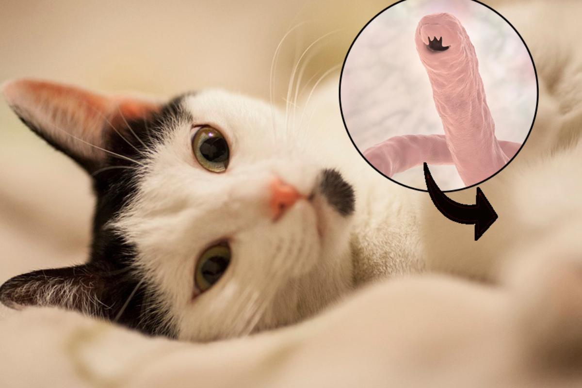 Parassiti intestinali nel gatto: sintomi, contagio e cura