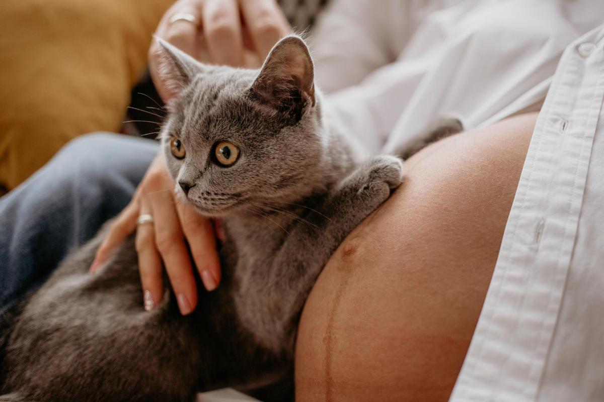 I gatti sentono quando una donna è in gravidanza?