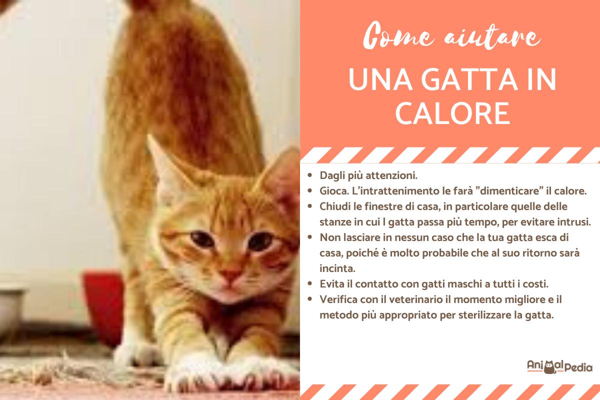 Come aiutare una gatta in calore