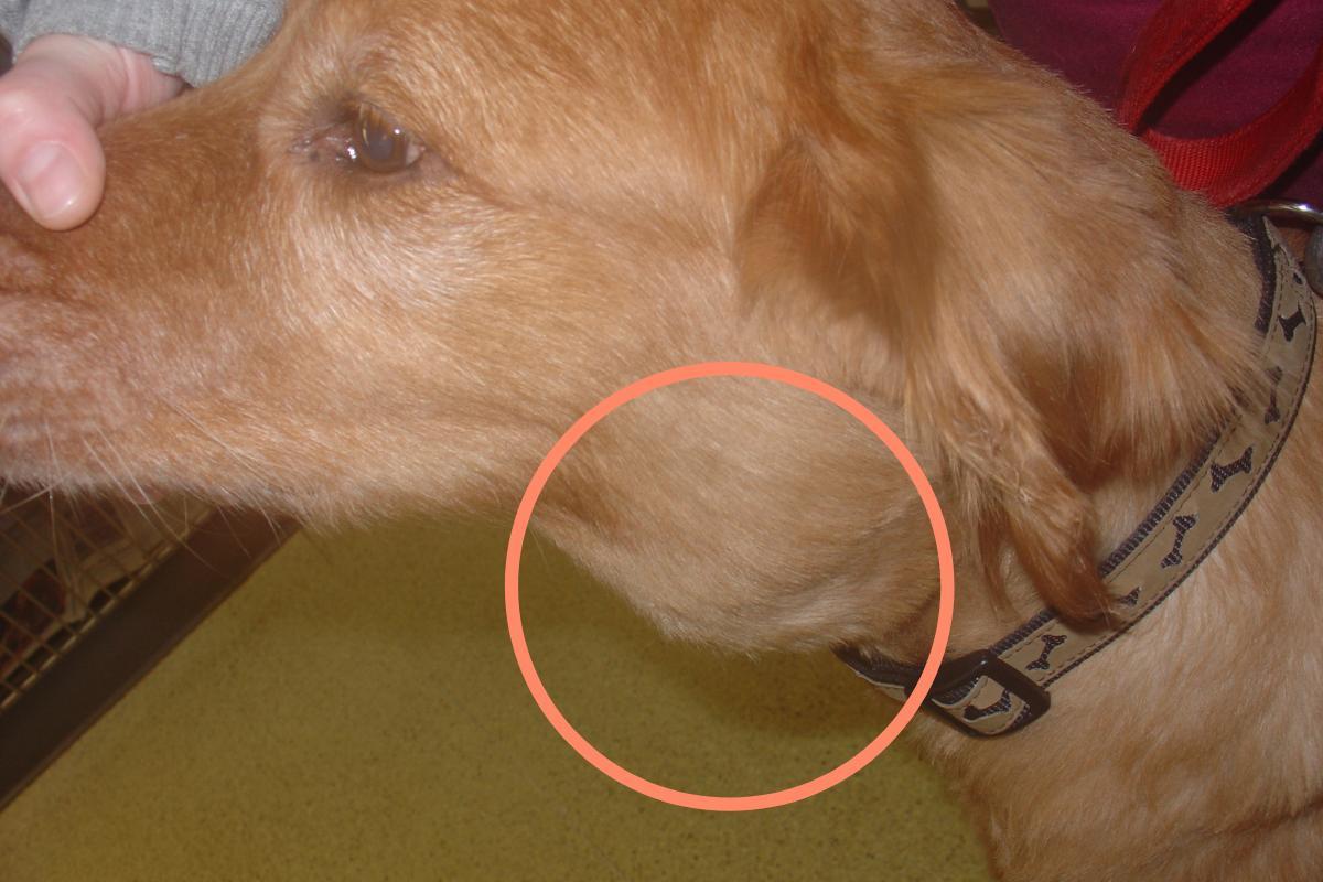 Tumore della pelle nel cane: Sintomi, cause e trattamento