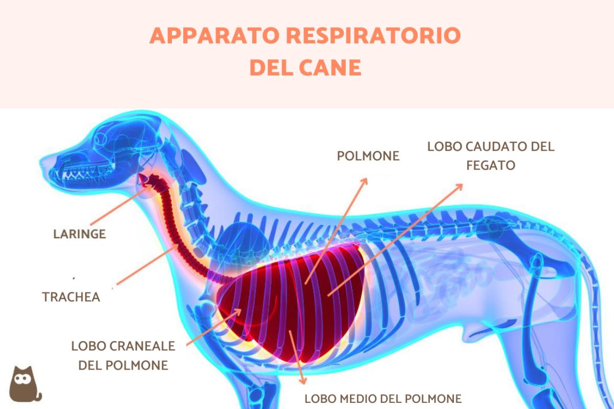 Apparato respiratorio del cane