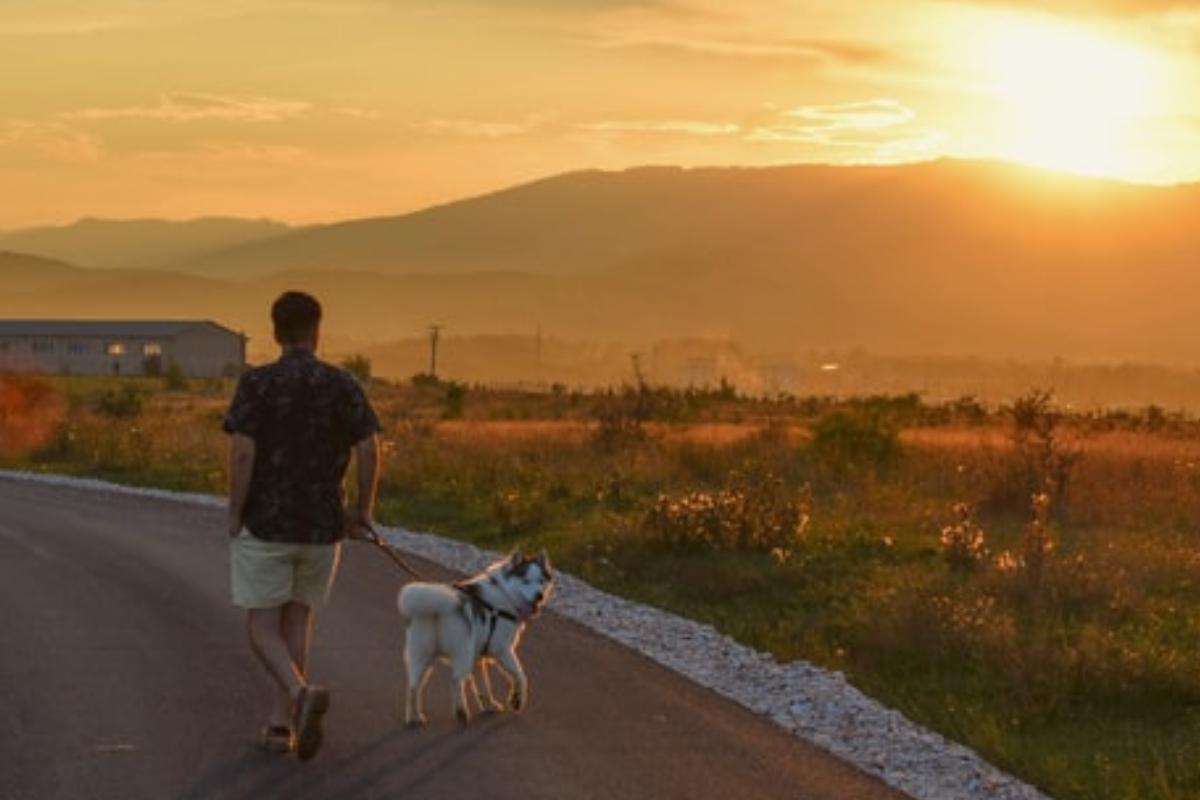 Come insegnare al cane e non allontanarsi dal padrone