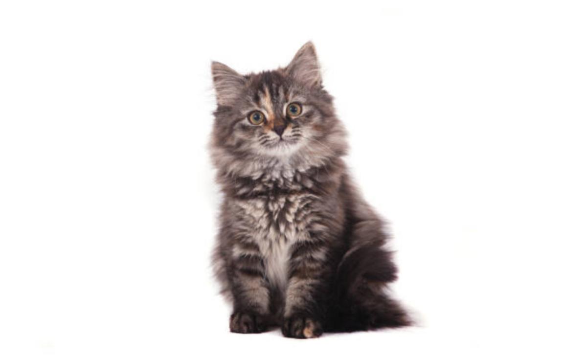 Come vedono i gatti?