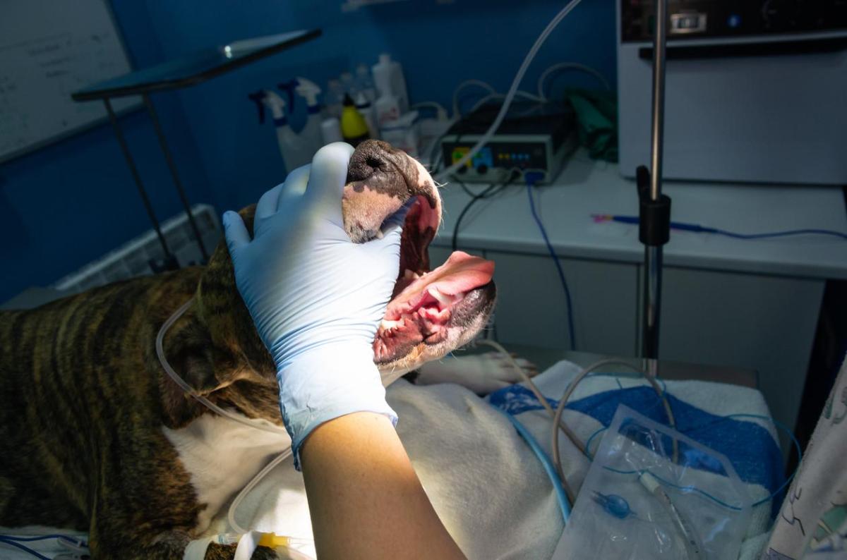 Paralisi laringea nel cane: sintomi, cause e terapia