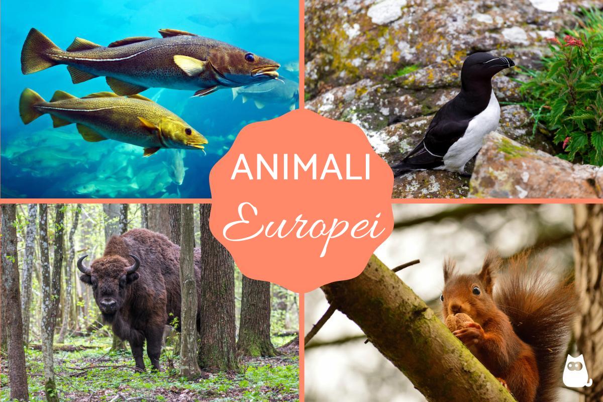 Animali europei
