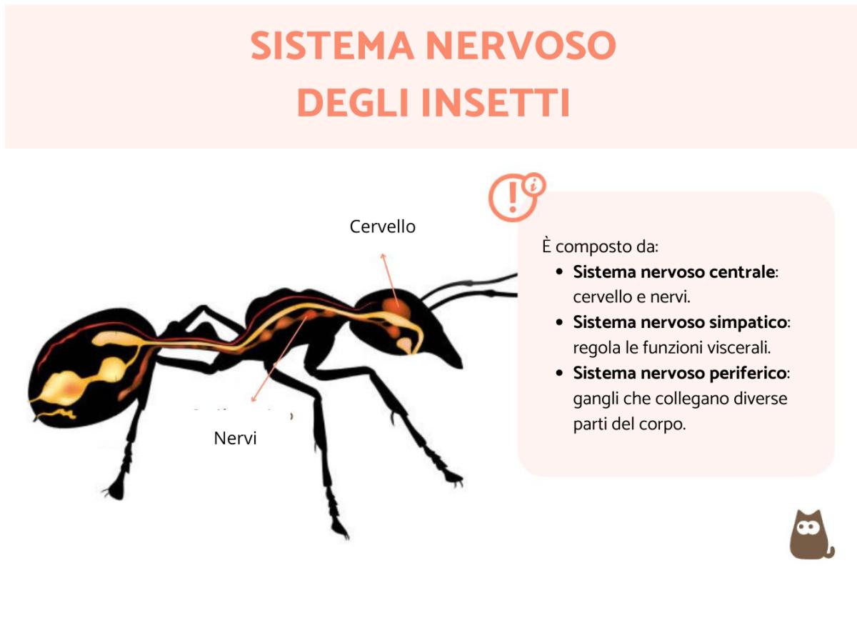 Sistema nervoso degli insetti: come è fatto?