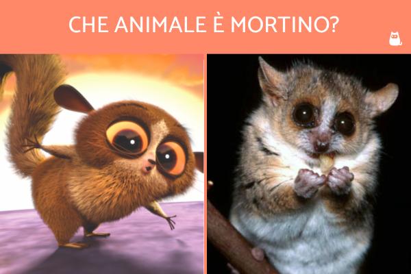 Mortino che animale è?