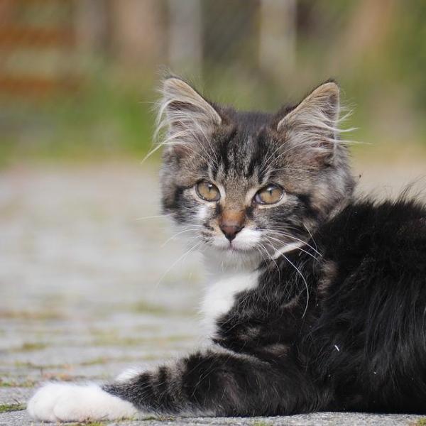 Gatto dentro o fuori casa: è positivo far uscire il gatto?