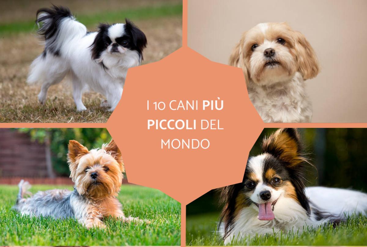 I 10 cani più piccoli del mondo: classifica completa