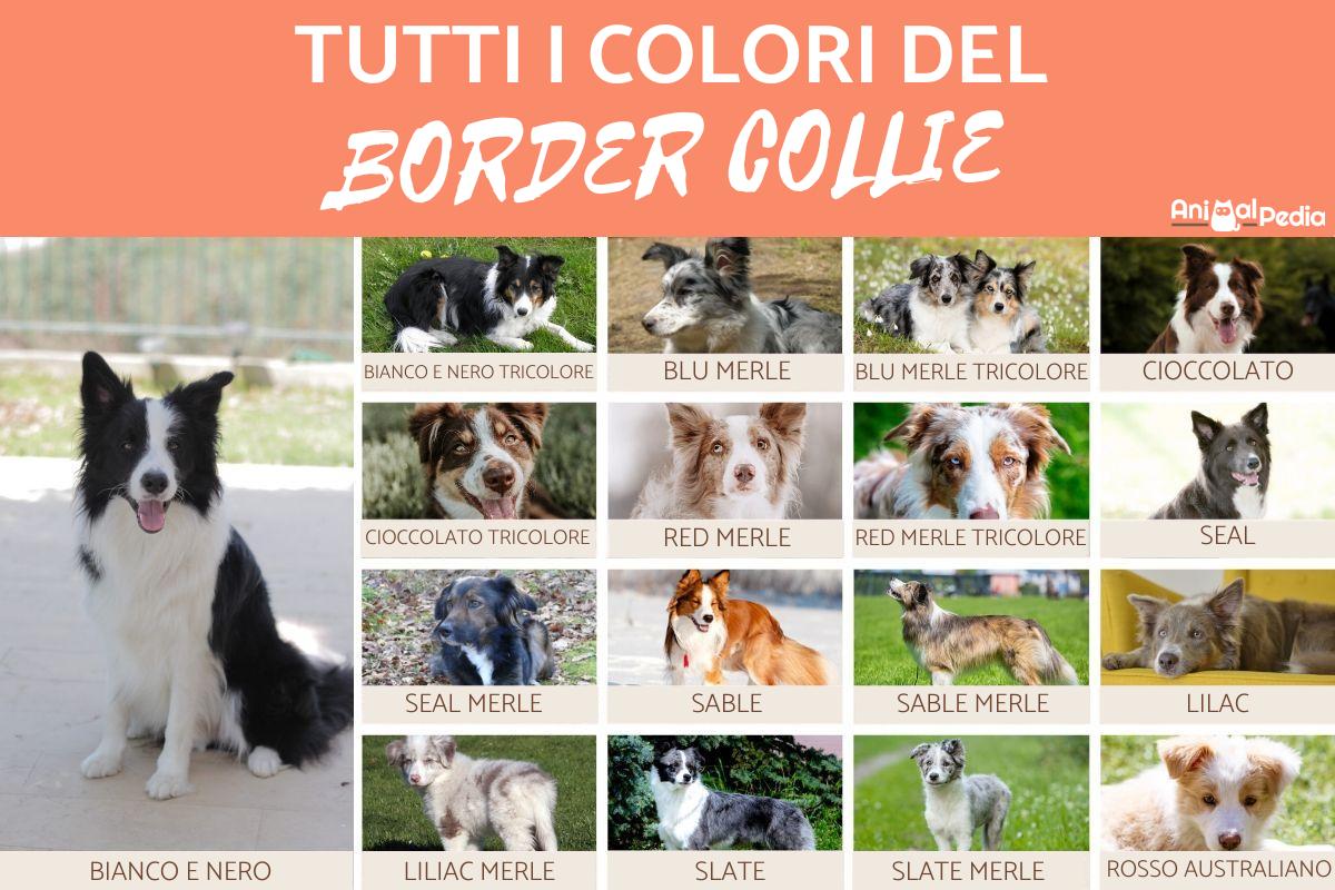 Border collie colori