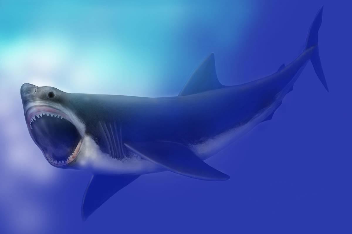 Perché si è estinto il Megalodonte?
