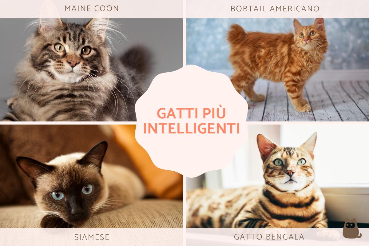 Razze di gatti più intelligenti