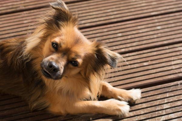 Chihuahua mix: tipi di incroci - 1. Pomchi