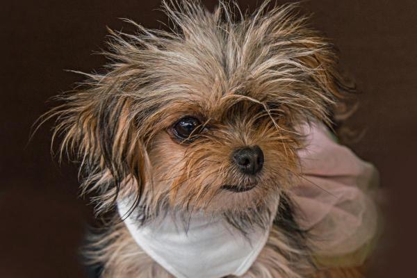 Chihuahua mix: tipi di incroci - 2. Chorkie