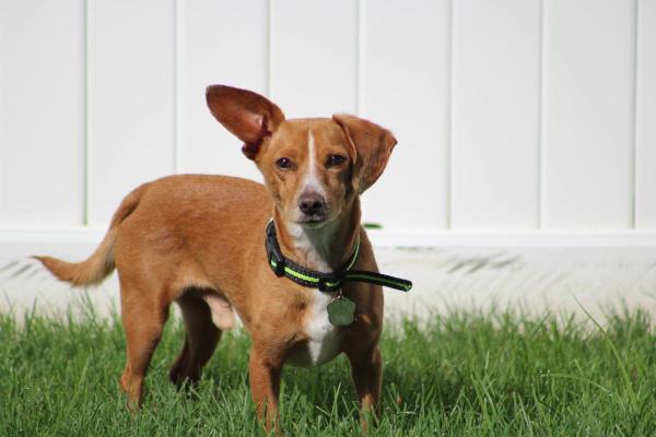 Chihuahua mix: tipi di incroci - 3. Chiweenie 