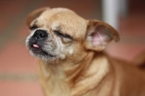 Chihuahua mix: tipi di incroci - 5. Chug 