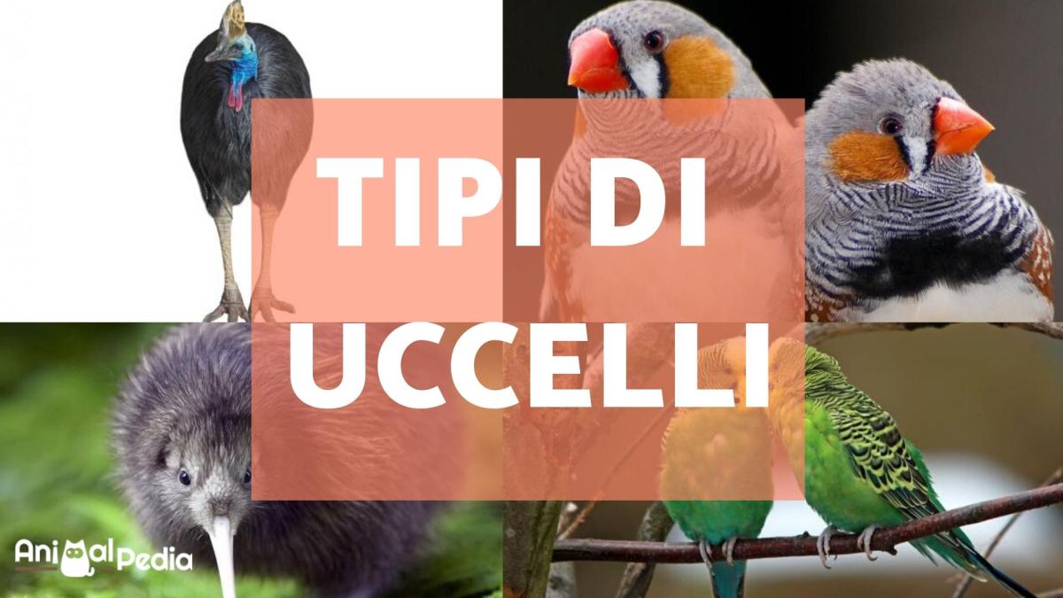 Tipi di uccelli: Caratteristiche, nomi ed esempi