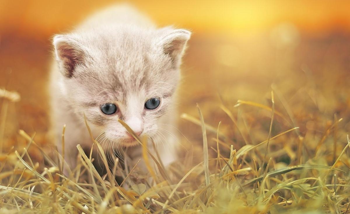 Nomi corti per gatti e gatte - Più di 200 idee!