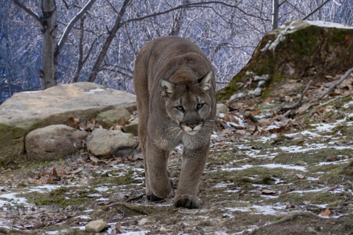 Dove vive il puma?