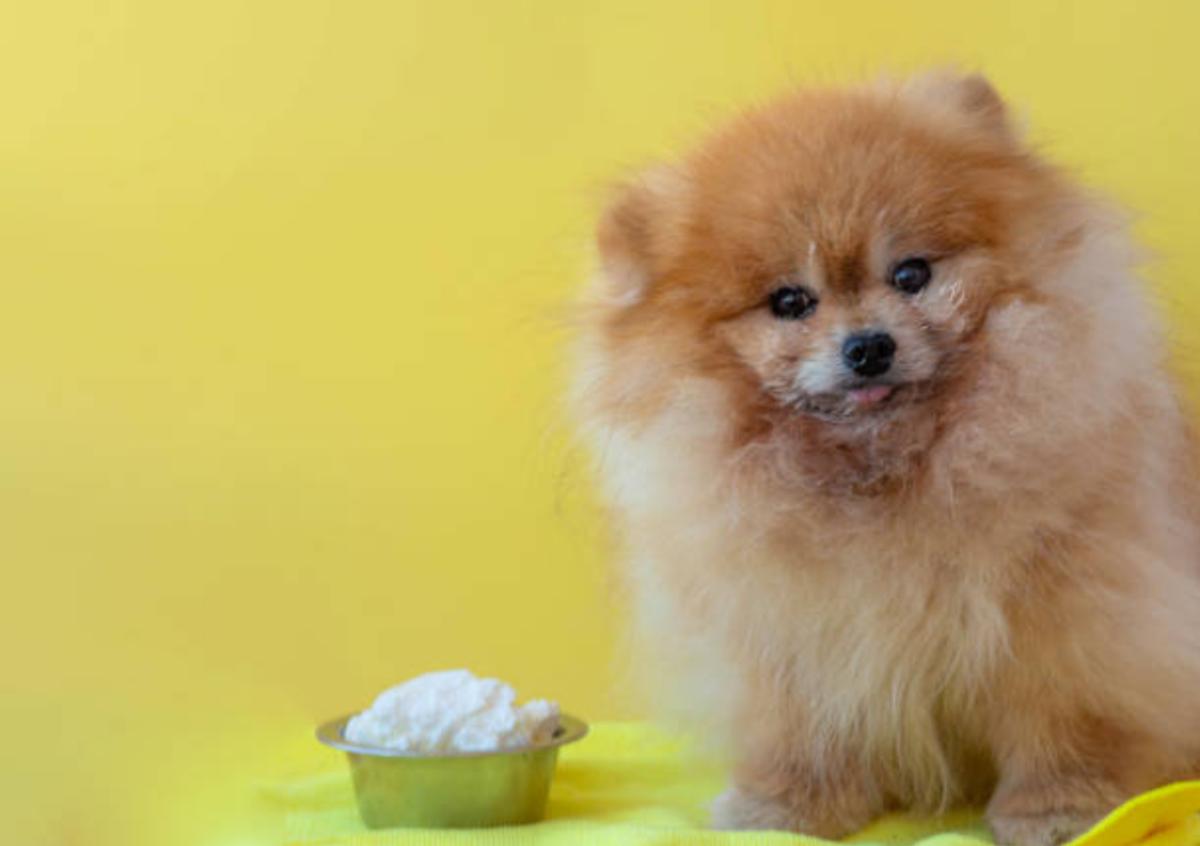 I cani possono mangiare la ricotta?