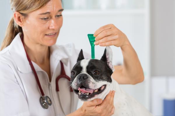 Antiparassitari per cani: ogni quanto si applicano?