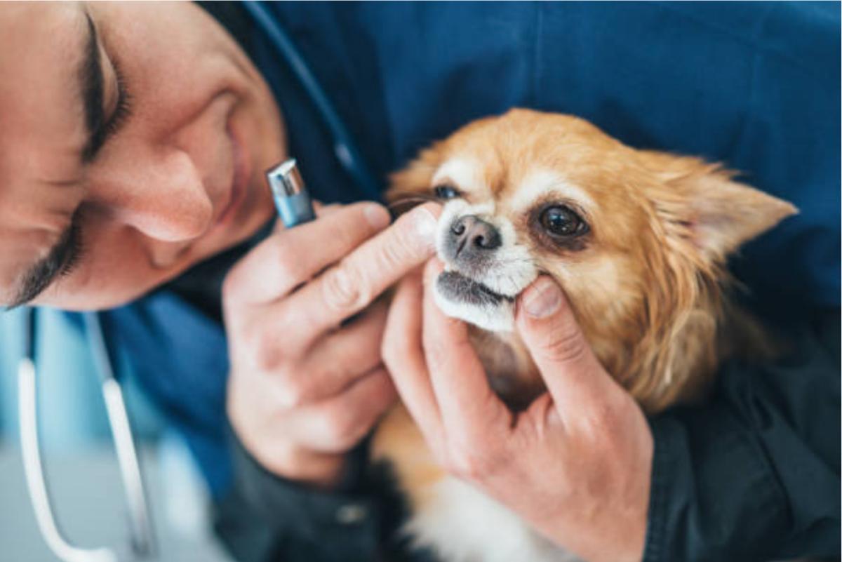 Cane che impasta la bocca: cause e cosa fare