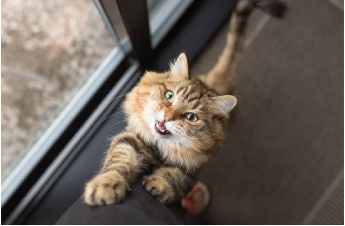Giardia nel gatto - Sintomi, contagio e cura