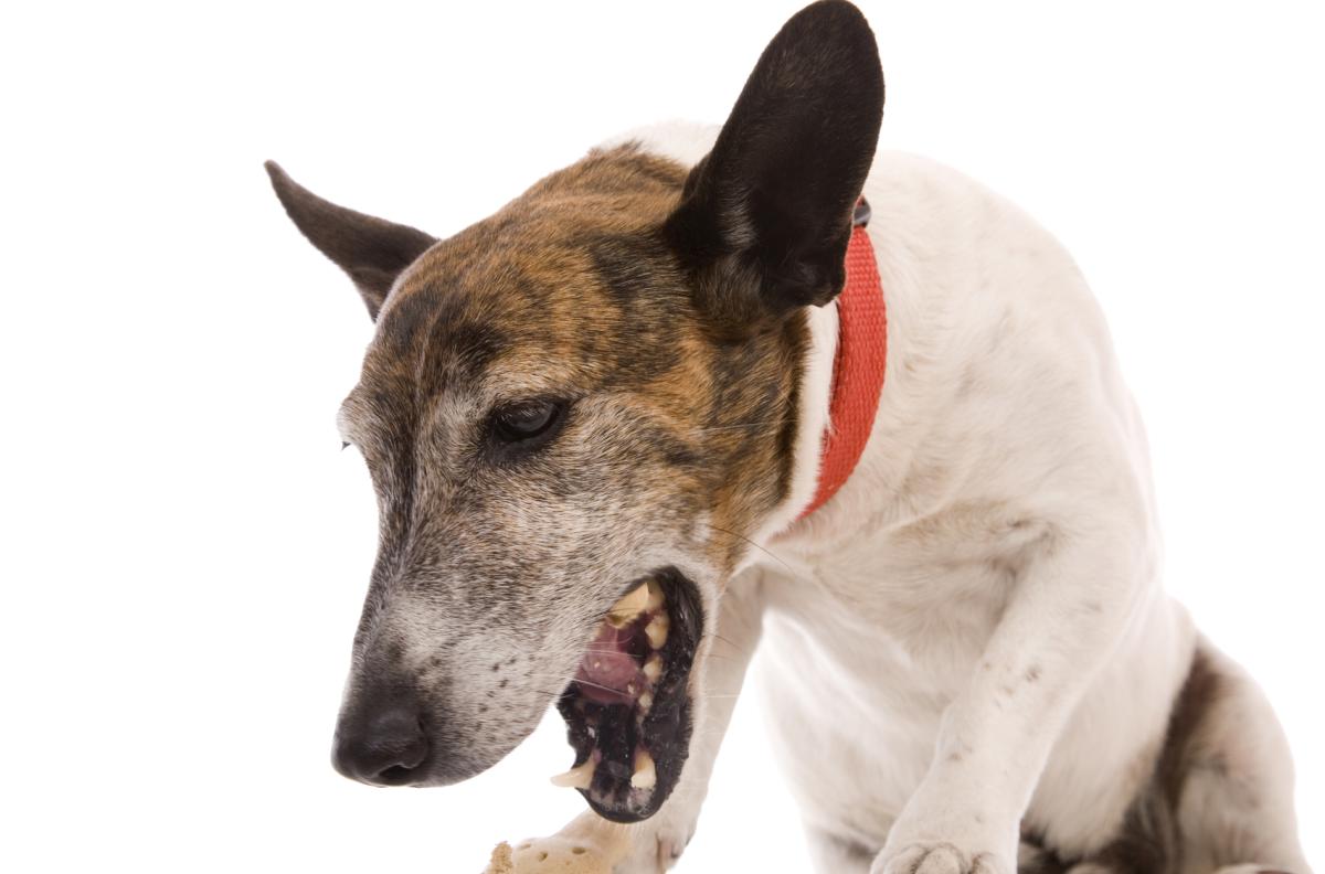 Vomito verde nel cane: rimedi e cause