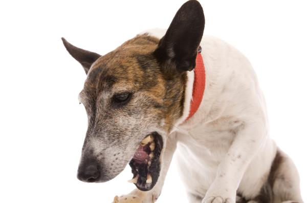 Vomito verde nel cane: rimedi e cause