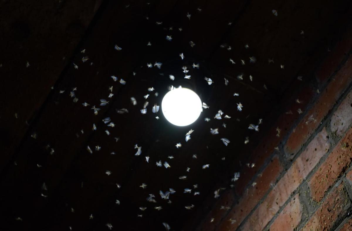 Perché gli insetti sono attratti dalla luce