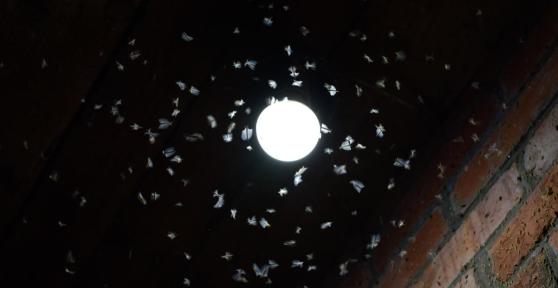 Perché gli insetti sono attratti dalla luce