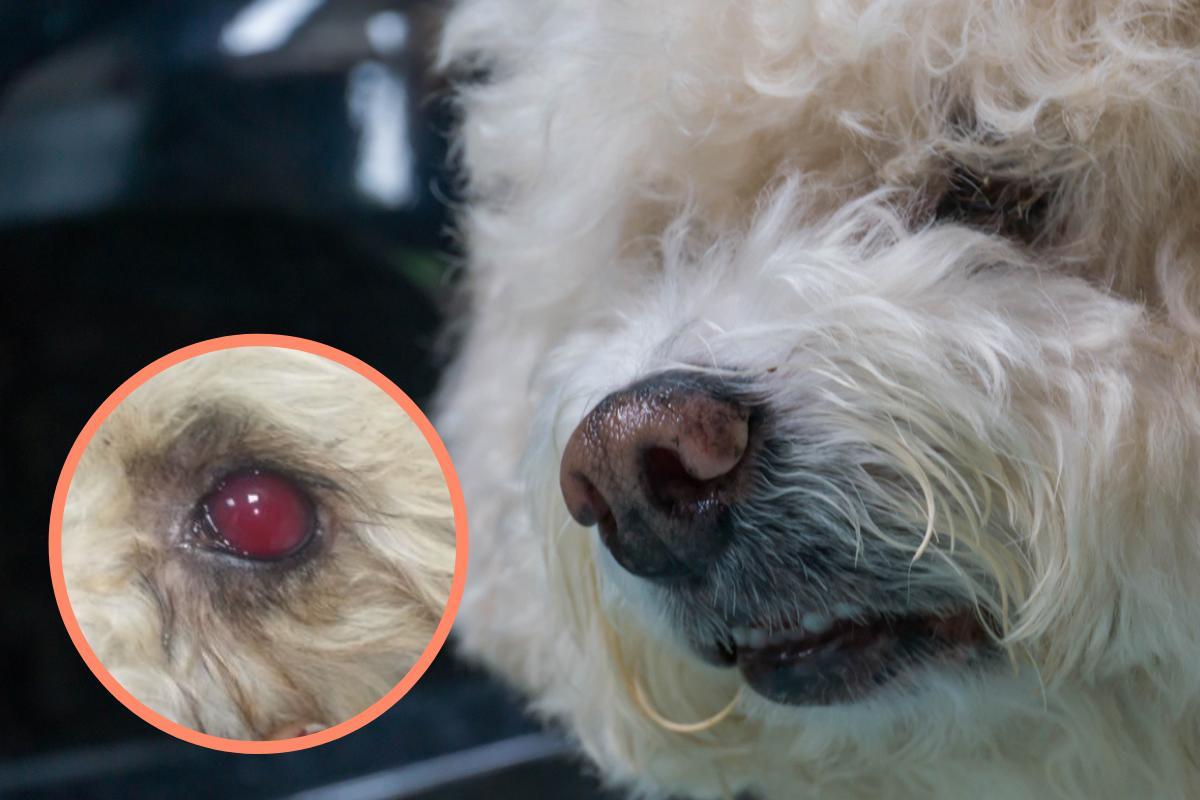 Ifema nel cane: Cause e trattamento