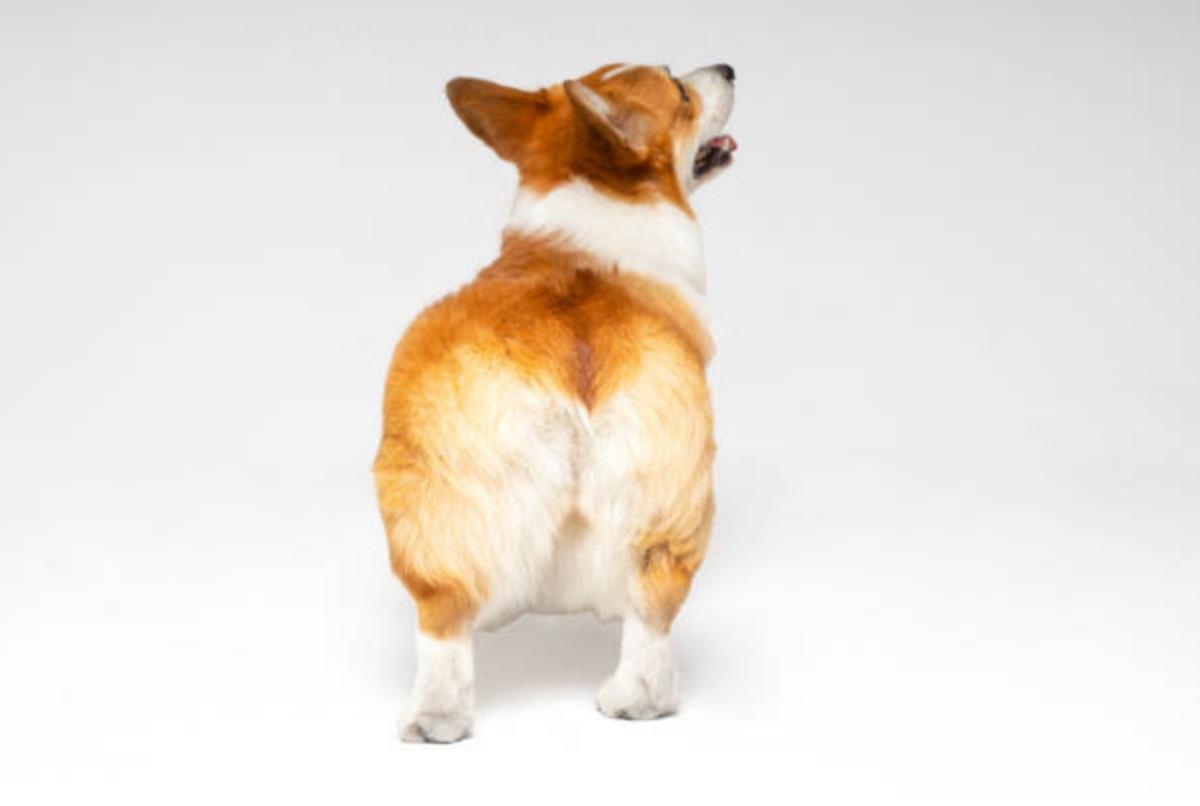 Perché il cane mi mostra il posteriore?