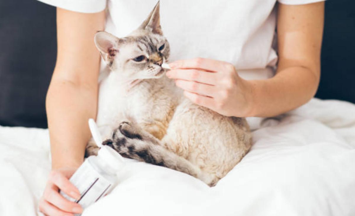 Urys per gatto: a cosa serve, dosaggio e per quanto tempo darlo