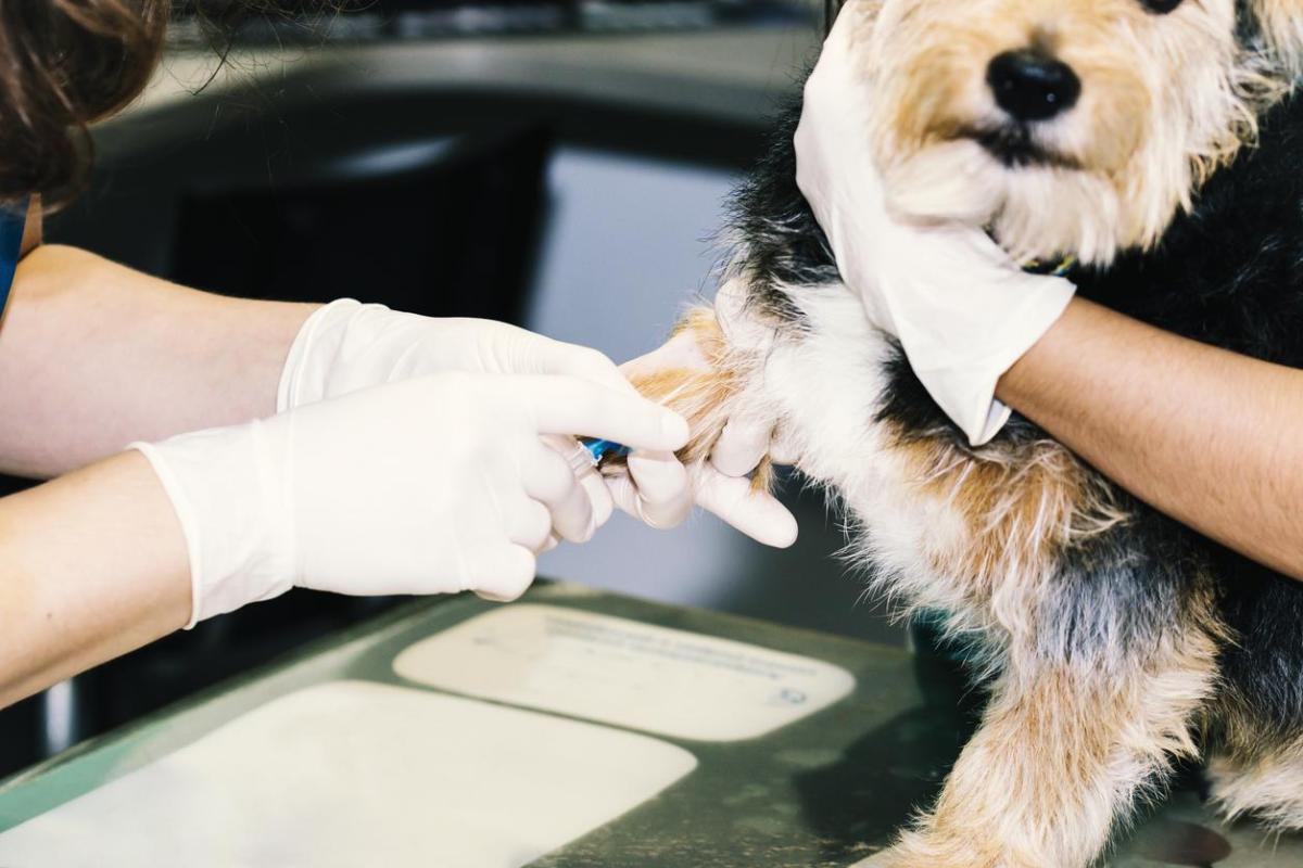 Diabete nel cane: sintomi, cause e cura