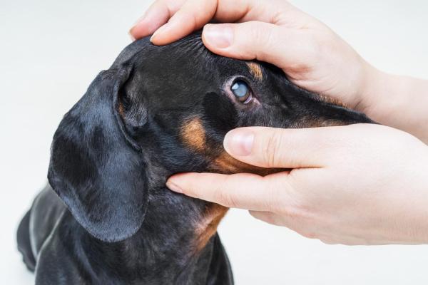 Diabete nel cane: sintomi, cause e cura - Sintomi del diabete nel cane