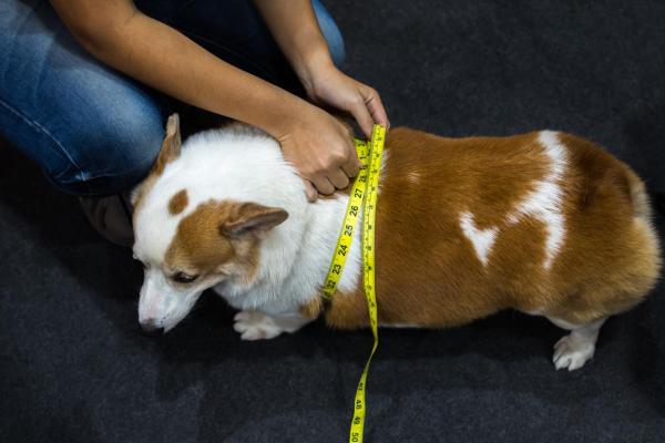 Diabete nel cane: sintomi, cause e cura - Tipi di diabete nel cane